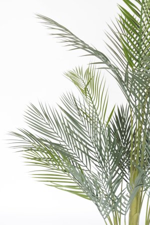 Финиковая пальма малая 120 см.