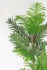 Пальма 3 ствола