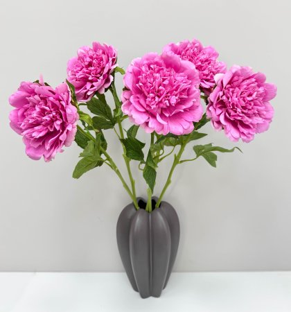 Пион "Облако нежности" розовый