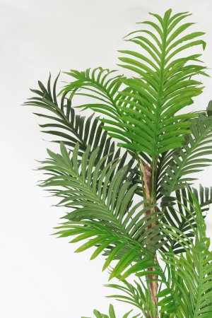 Пальма 3 ствола