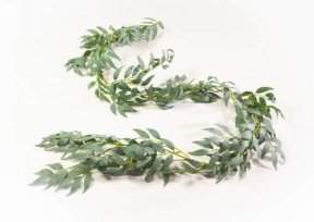 Лиана олива