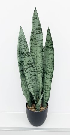 Сансевиерия трёхполосная Сильвер Мист 60 см 