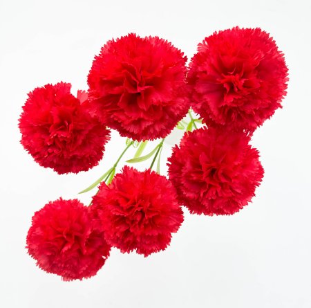 Гвоздика "Шабо" красная