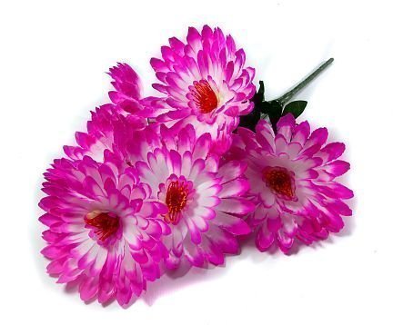 Букет астры "Лапки" 6 цветков от магазина KALINA являющийся официальным дистрибьютором в России 