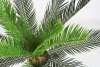 Пальма Цикас 90 см