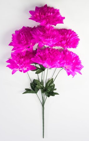 Астра "Женевьева" 7 цветков