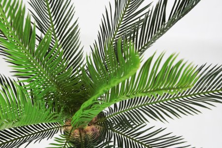 Пальма Цикас 90 см