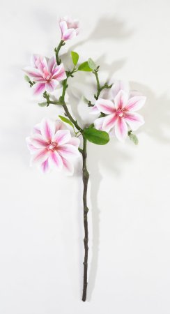 Ветка магнолии с цветами светло-розовая