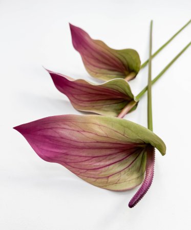 Антуриум жимолость