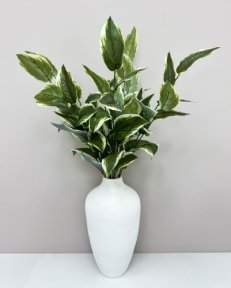 Аглаонема комнатная высокая 