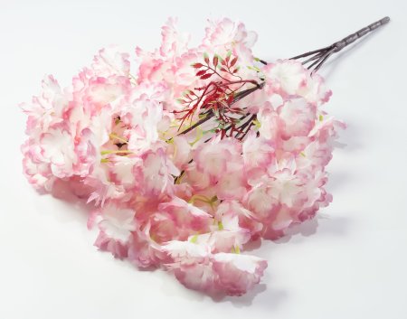 Ветка яблони 5 веток