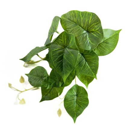 картинка Филодендрон Кампоспортоанум 16 листов от магазина KALINA