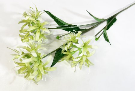 Ликорис зеленый