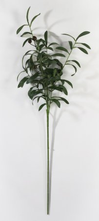 картинка Ветка оливы с ягодками от магазина KALINA