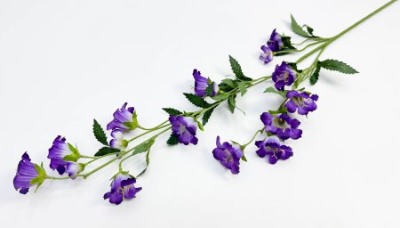 Кампанула фиолетовая