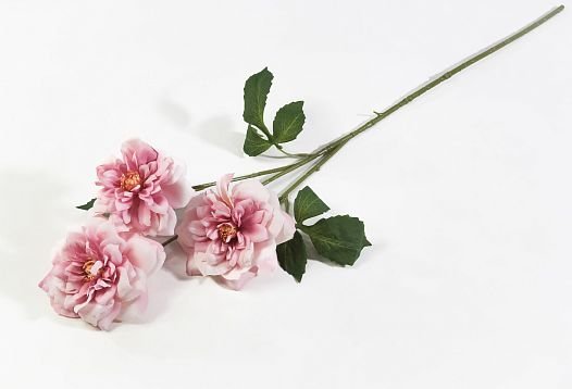 Ветка розы "Маргарет Меррил" жимолость от магазина KALINA являющийся официальным дистрибьютором в России 