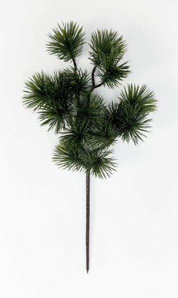 картинка Сосна бонсай темный с крупной хвоей от магазина KALINA