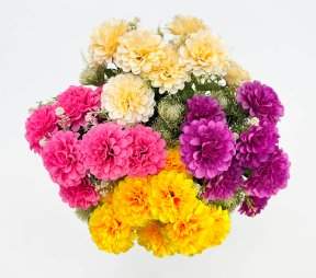 Георгин "Яркий акцент" 8 цветков 12 веток