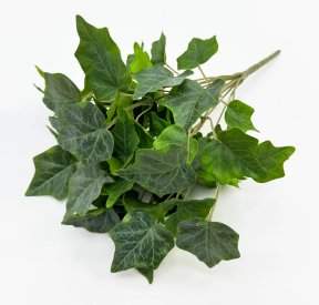 картинка Плющ садовый букет от магазина KALINA