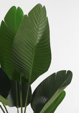 Куст банан "Бальбиса" 160 см.