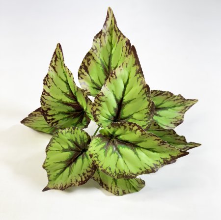 картинка Бегония фейерверк от магазина KALINA