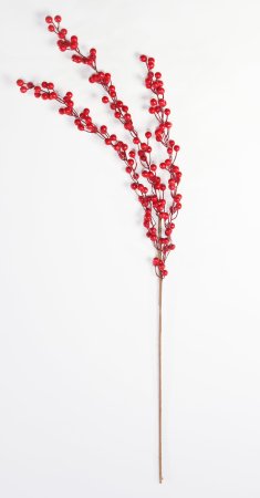 Ветка с красными ягодками