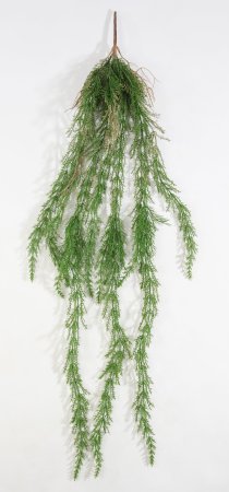 картинка Ветка ампельного аспарагуса с корнями от магазина KALINA