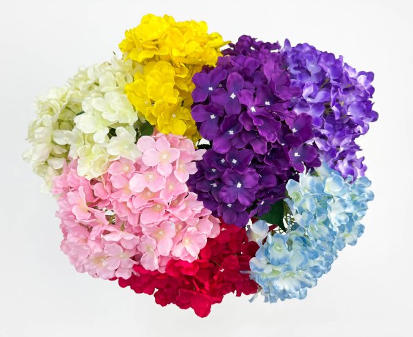 Гортензия "Солнечный блик" 5 цветков