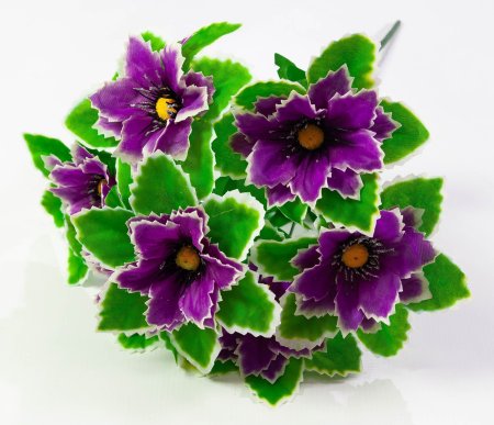 Георгин с белой каймой 7 цветков