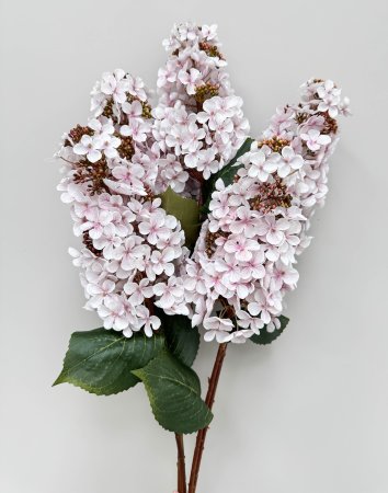 Гортензия метельчатая "Вилмс" белая