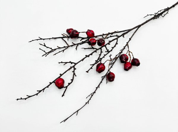 Ветка с алыми плодами эвкалипта