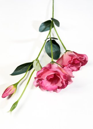 Эустома розовая