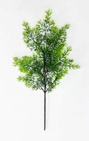 картинка Туя "Летняя пора" от магазина KALINA