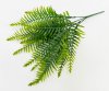 Нефролепис мечевидный 5 веток