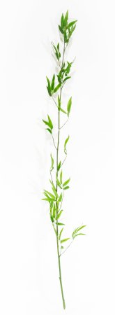 Ветка бамбука высокая