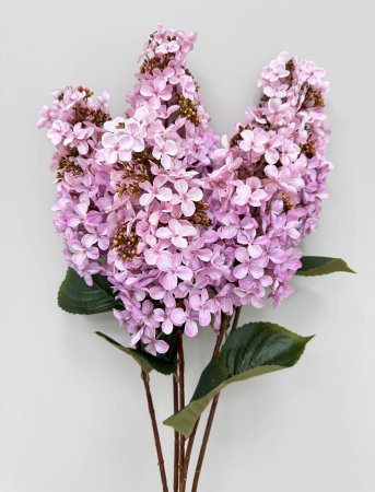 Гортензия метельчатая "Вилмс" нежно-розовая