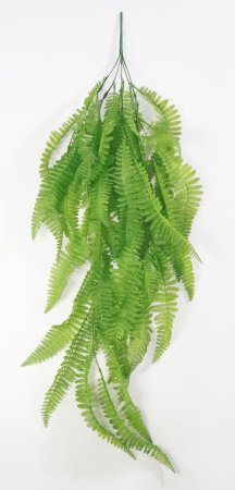 картинка Папоротник ампельный от магазина KALINA