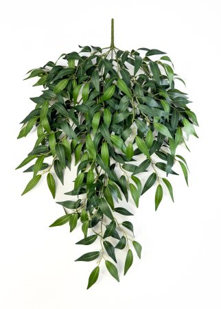 картинка Ампельная остролистная олива средняя от магазина KALINA