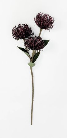 Леукоспермум кордифолеум