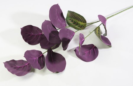 картинка Маранта трехцветная от магазина KALINA