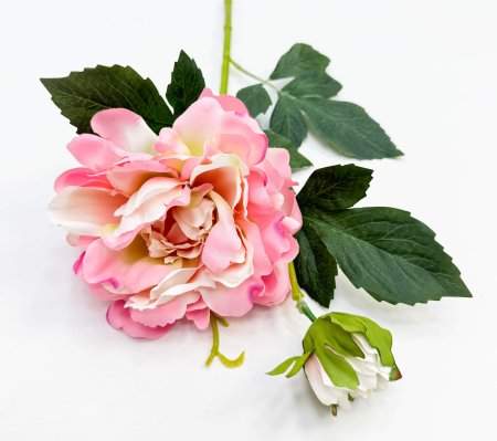 Пион "Герцогиня" розовый