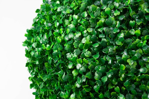 картинка Самшит №6 темный от магазина KALINA