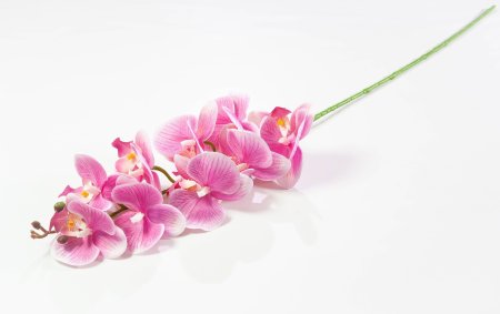 Ветка орхидеи 7