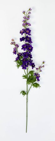 Дельфиниум темно-фиолетовый