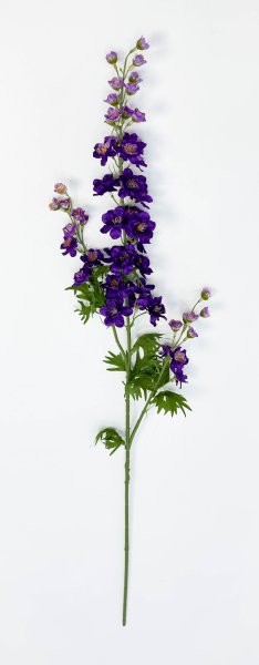 Дельфиниум темно-фиолетовый