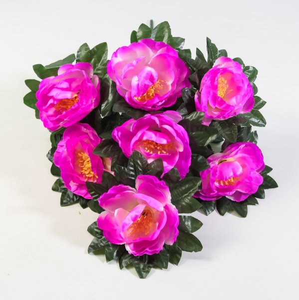 Пион "Аттракцион" 7 цветков