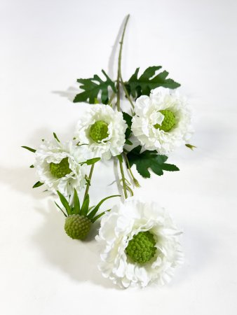 Скабиоза белая