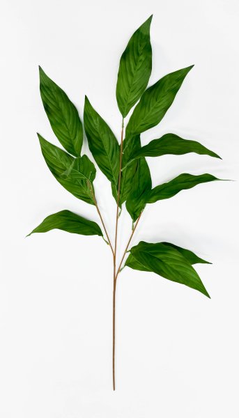 Аглаонема декоративная зеленая 