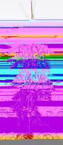 картинка Эвкалипт ампельный Свити от магазина KALINA