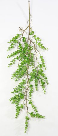 картинка Эвкалипт ампельный Свити от магазина KALINA